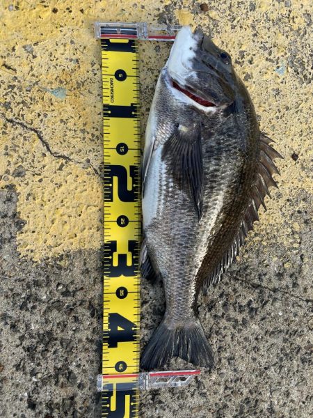 真冬のヘチ釣り