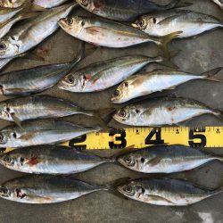 尺アジング爆裂！！！