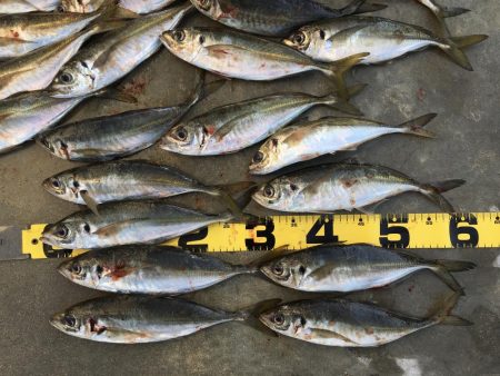 尺アジング爆裂！！！