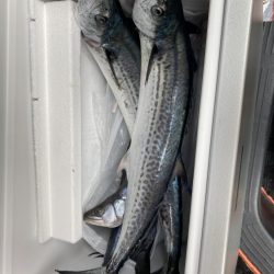 サワラサイズ狙い！