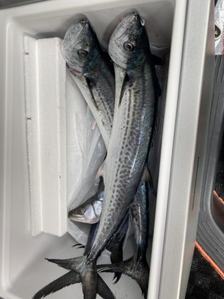 サワラサイズ狙い！