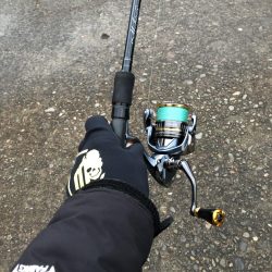 ヒラメが食べたくて