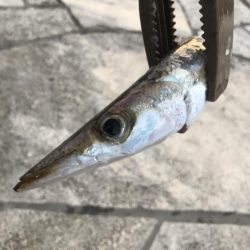 朝マズメのカマス釣り