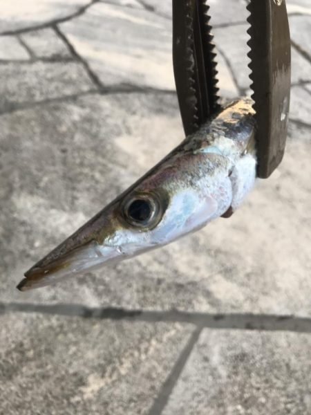 朝マズメのカマス釣り