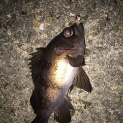 バイク釣行は修行です