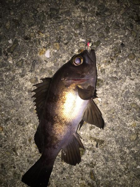 バイク釣行は修行です