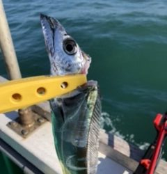 泉州丸さんでタチウオ