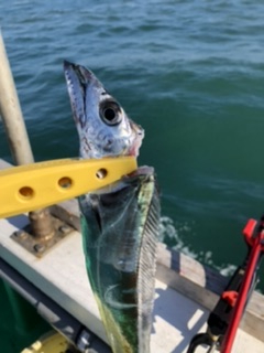 泉州丸さんでタチウオ