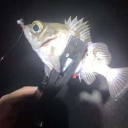 メバルとシーバス