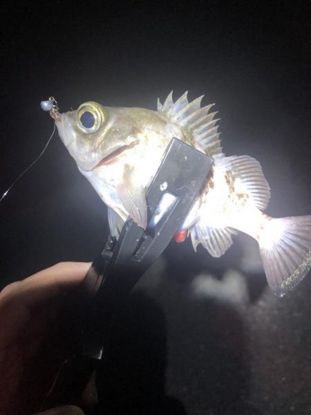 メバルとシーバス