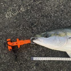 魚の影が薄〜くなってきた感じ(泣)