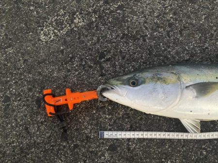 魚の影が薄〜くなってきた感じ(泣)