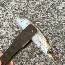 朝マズメのカマス釣り