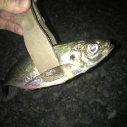 夕マズメのフロートアジング