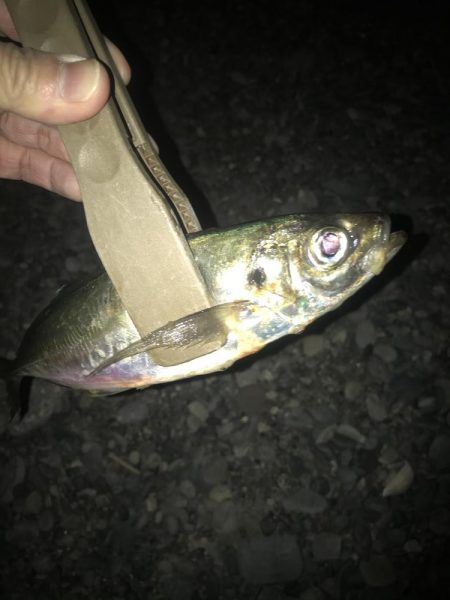 夕マズメのフロートアジング