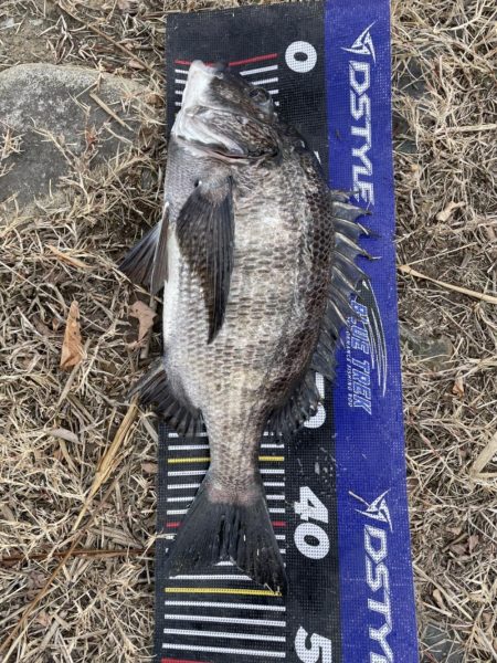 イチノ兄弟、釣果！