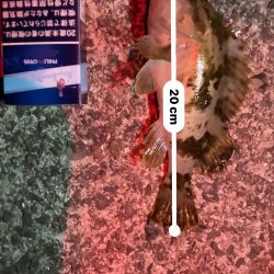 ガシリング 自己記録更新