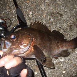 釣り始めライトゲーム