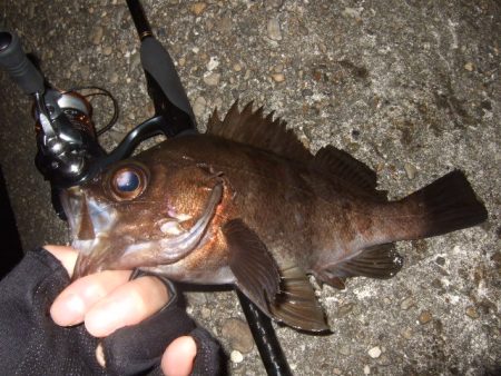 釣り始めライトゲーム