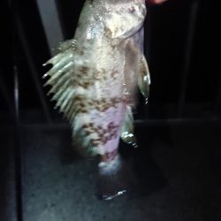 激渋だったけど