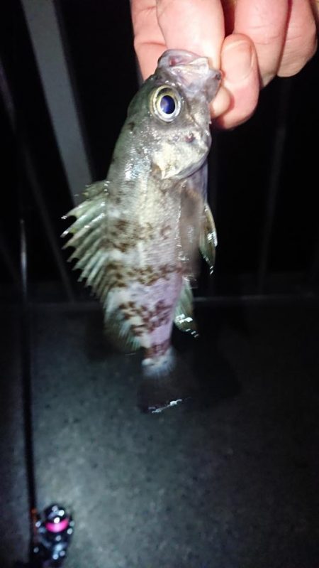 激渋だったけど