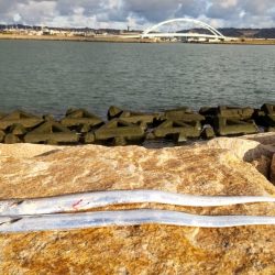 おせちの刺身ゲット！