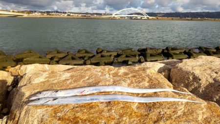 おせちの刺身ゲット！