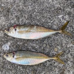 尺アジつれたよ!