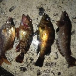 三春岸壁にてちょい投げ釣り❗️