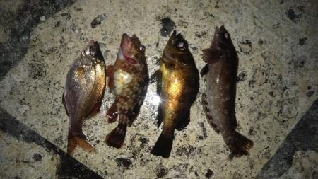 三春岸壁にてちょい投げ釣り❗…