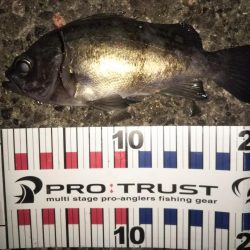 久しぶりの20cmオーバー