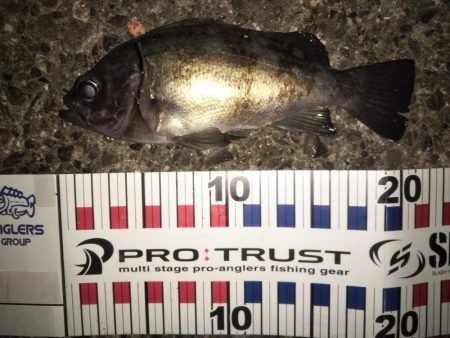 久しぶりの20cmオーバー