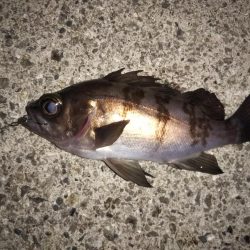 クリア レッドFlk.カラー大当たり