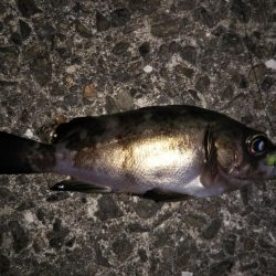 月明かりが邪魔?