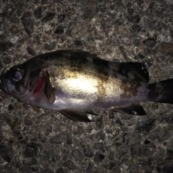 釣りは難しい・・・