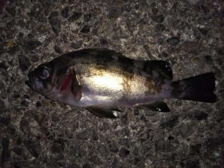 釣りは難しい・・・