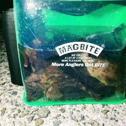 ボトムべったり