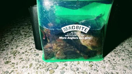 ボトムべったり