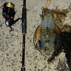 対馬エギング釣果……２