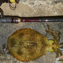 対馬エギング釣果…③