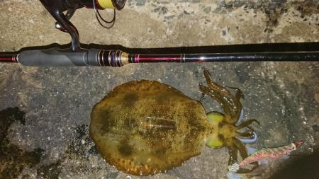 対馬エギング釣果…③