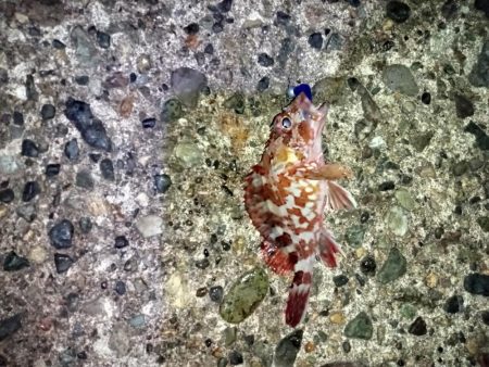 ☆年明け初釣行☆