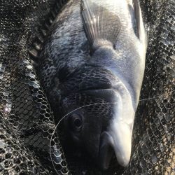 ヘチ釣りでチヌGET