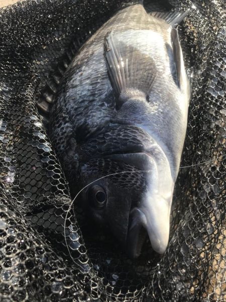 ヘチ釣りでチヌGET