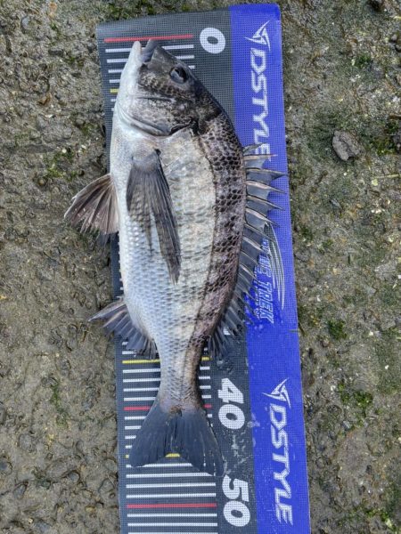 イチノ兄弟、釣果!