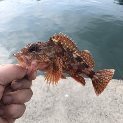 三種のアサリでカワハギ狙い！