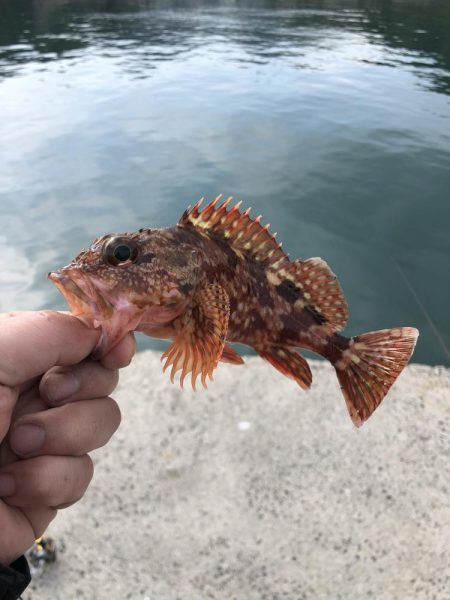 三種のアサリでカワハギ狙い！