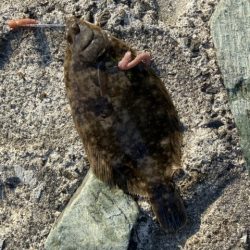 親子ちょい投げ釣り