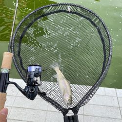 新年服部緑地エリアトラウト