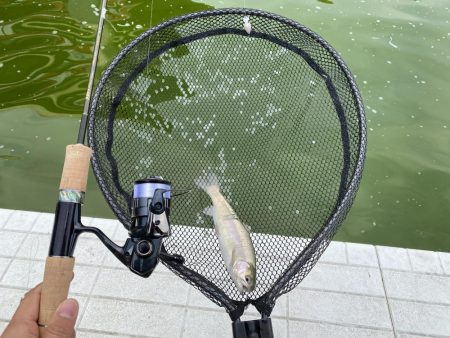 新年服部緑地エリアトラウト